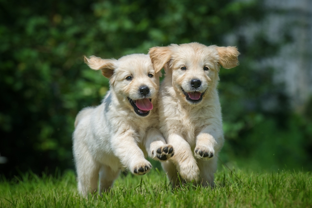 Uber is delivering puppies in Australia today