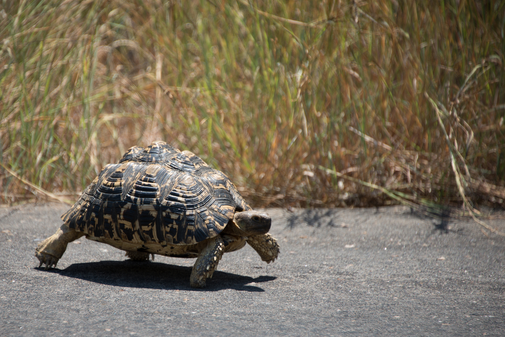 Fast NBN is slow to rollout