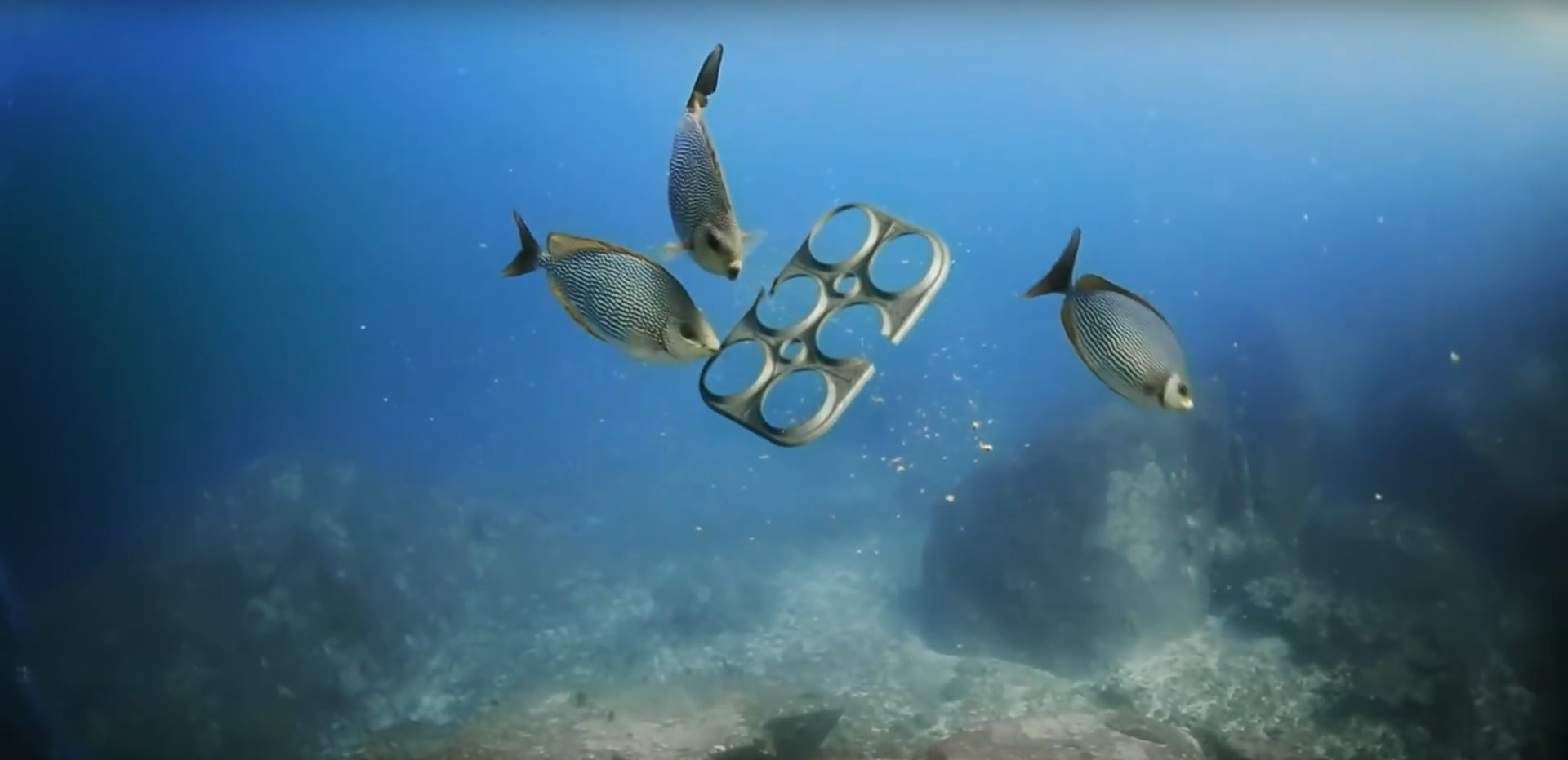 Fish eating six pack rings