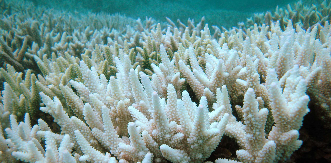 Coral bleaching