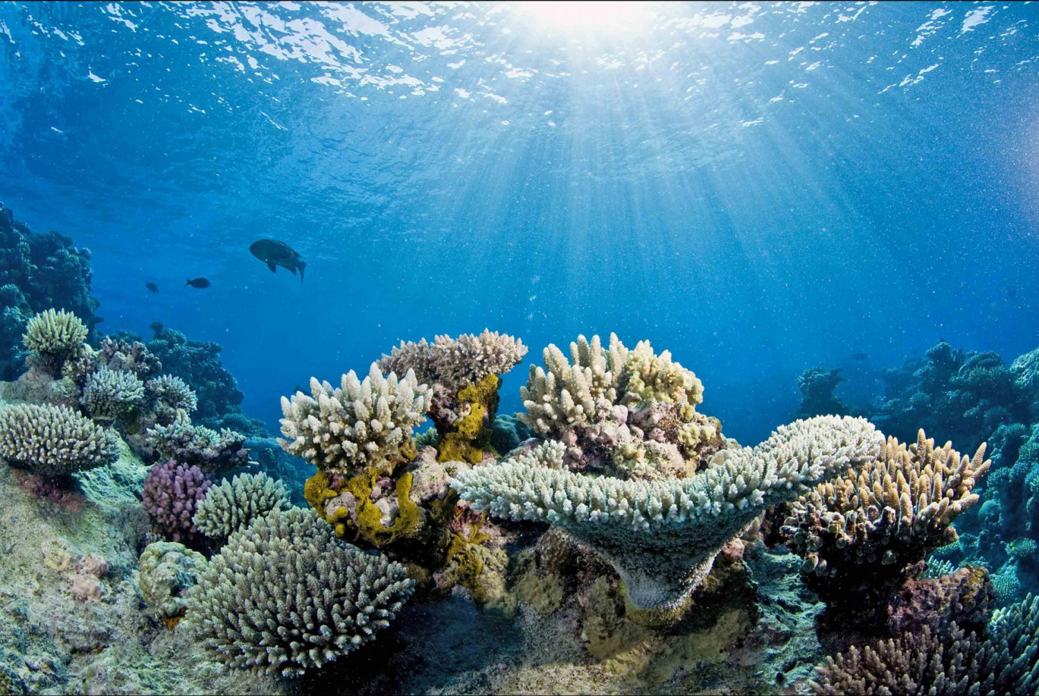 Turnbull pledges to help protect the Great Barrier Reef