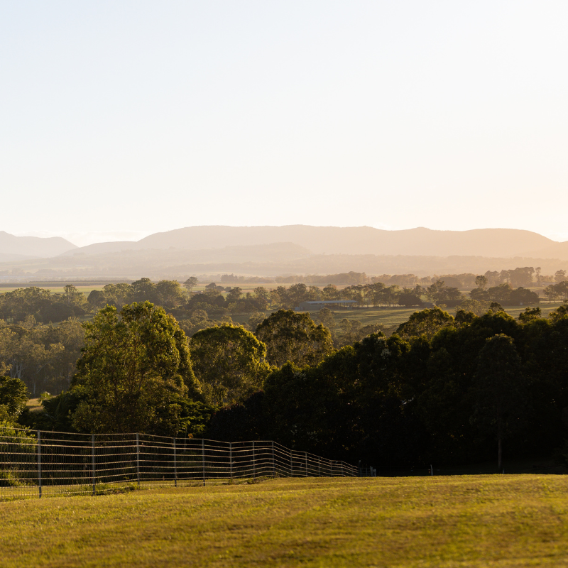 Australian coffee beans plantation in Atherton Tablelands